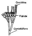 espécies que crescem na forma de filamentos, como o bolor comum Aspergillus.