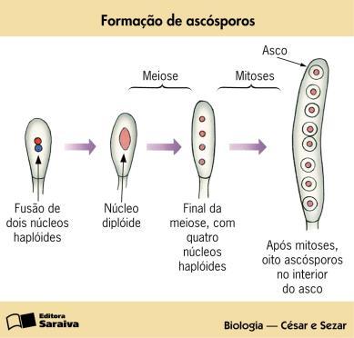 especializadas conidióforos.