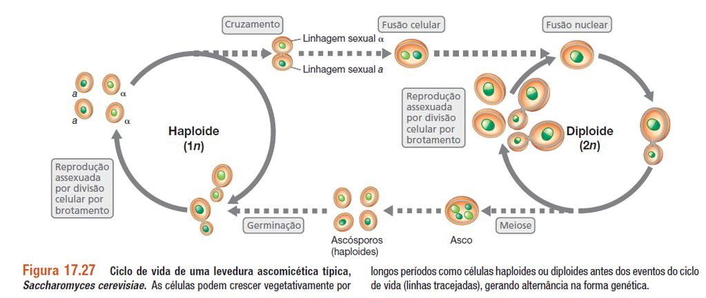 Células haploides de linhagem sexuada (análogos aos