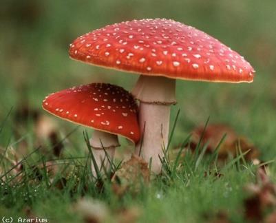 Basidiomicetos Principais Gêneros: Agaricus -