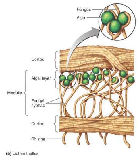 Liquens Combinação de alga verde (ou cianobactéria) com fungos; Relação mutualística Quando