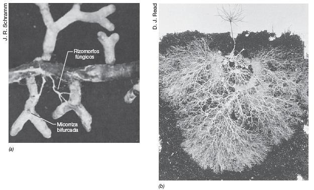 Micorrizas Micorrizas. (a) Raiz do pinheiro Pinus rigida que apresenta uma típica ectomicorriza, com rizomorfos do fungo Thelophora terrestris.