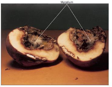 Fungos - Caracterísitcas Formação de hifas Septadas Não septadas (Cenocíticas) Vários núcleos!