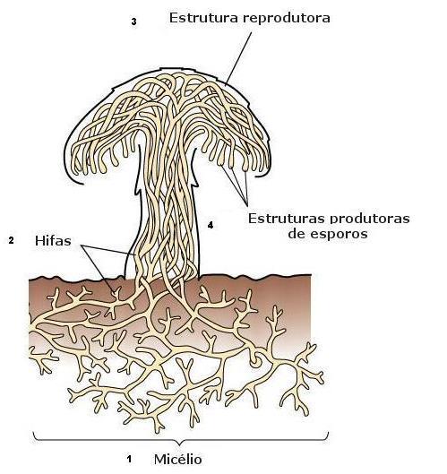 Fungos - Caracterísitcas Diagrama do ciclo de vida assexual de um bolor.