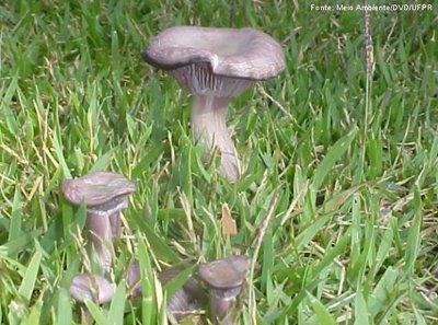 Fungos - Caracterísitcas Alguns com estruturas reprodutivas macroscópicas Corpos de frutificação (cogumelos ou puff