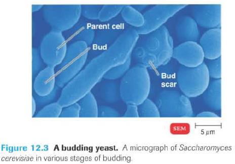 brotamento Levedura Saccharomyces