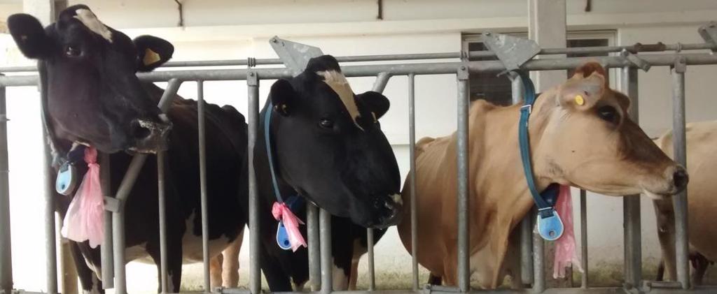 Metodologia Centro Agropecuário da PALMA UFPel 10 vacas lactantes