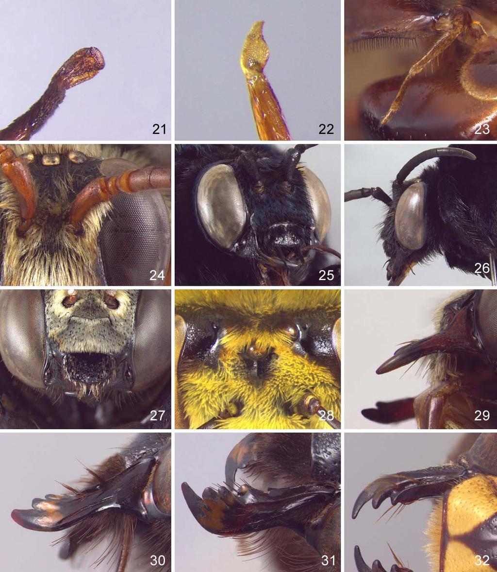 Figs. 21 a 32. (21) Pós-flabelo de Acanthopus excellens (fêmea). (22) flabelo com projeção apical de Centris xanthomelaena (fêmea). (23) palpo maxilar de Centris xanthocnemis (fêmea).