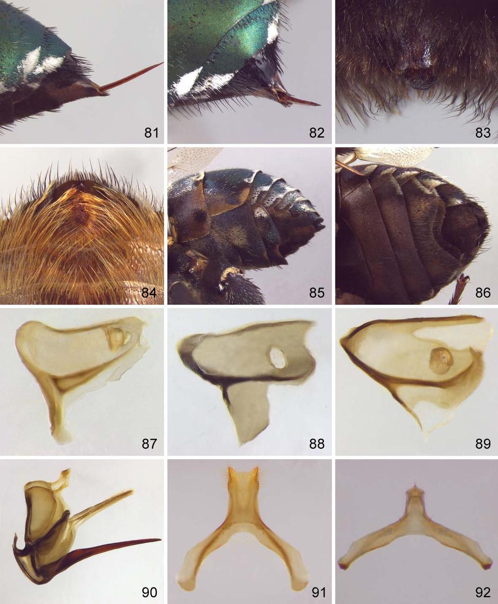 Figs. 81 a 92. (81) Pêlos simples e grossos do ápice de S6 de Mesoplia rufipes (fêmea). (82) placa pigidial de M. rufipes (fêmea). (83) placa pigidial de Centris (Melacentris) xanthocnemis (macho).