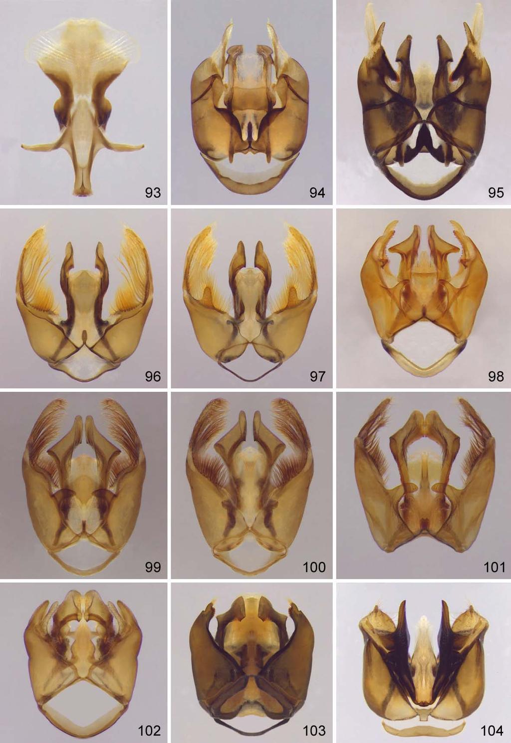 Figs. 93 a 104 (cápsula genital dos machos, exceto fig. 93). (93) S8 de Epicharis (Epicharitides) maculata. (94) E. (E.) maculata (dorsal).