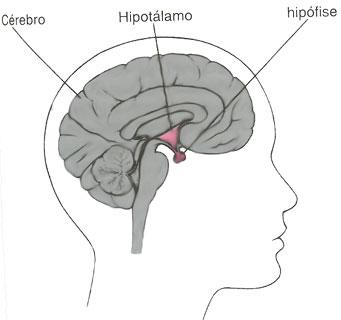 Hipófise Conhecida como Glândula Mestra, a hipófise