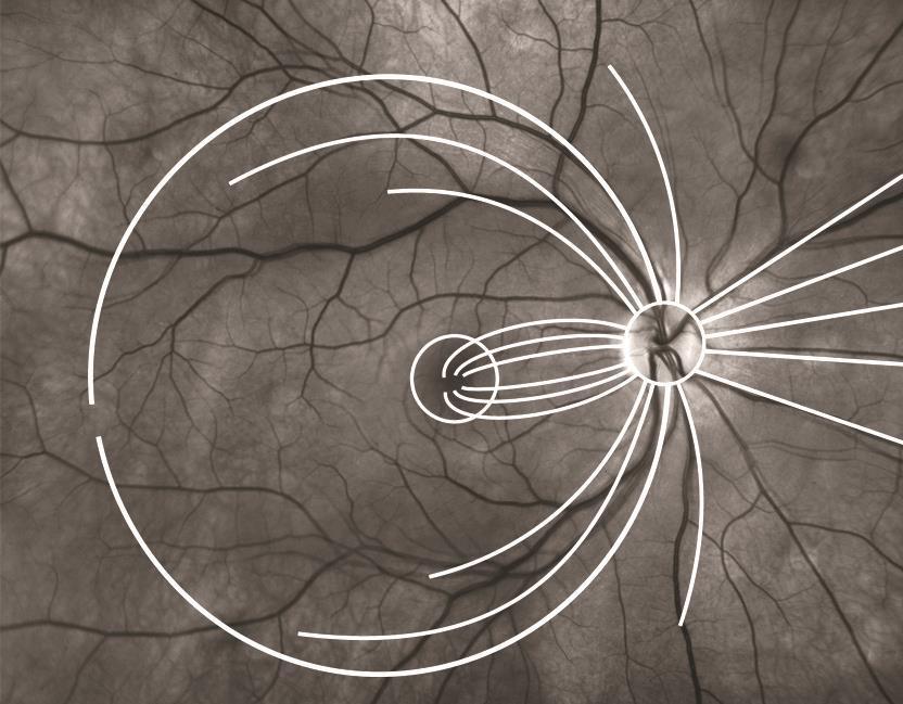 Revisão de literatura 23 A divisão naso-temporal da retina (e do campo visual) é uma linha vertical que passa pela fóvea e não pelo disco óptico.