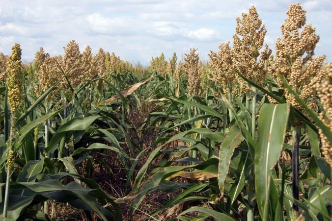 Silagem de sorgo Alta produção por área Boa opção para áreas mais secas Opção para o periodo de