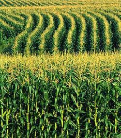 Silagem de milho Híbridos adaptados para todo o país Facilidade de cultivo Boa produtividade