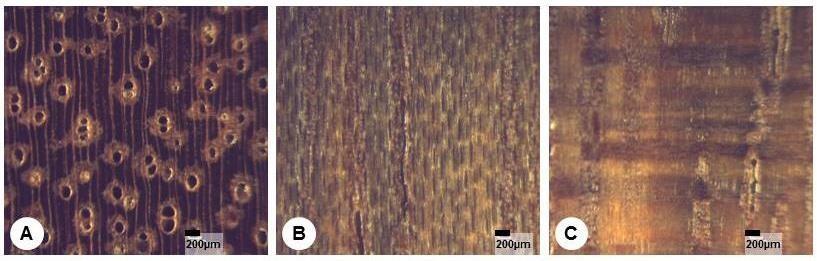 Figura 10: Aspectos macroscópicos da Dinizia excelsa. A: Secção transversal. B: Secção longitudinal tangencial. C: Secção longitudinal radial.