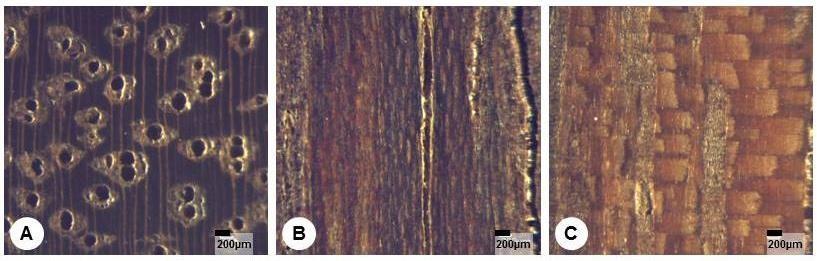 A madeira de Vochysia maxima é comercializada também conhecido como cedroreal em uma tentativa de substituir a mesma.