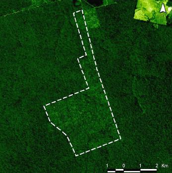 Impactos da Exploração no dossel -