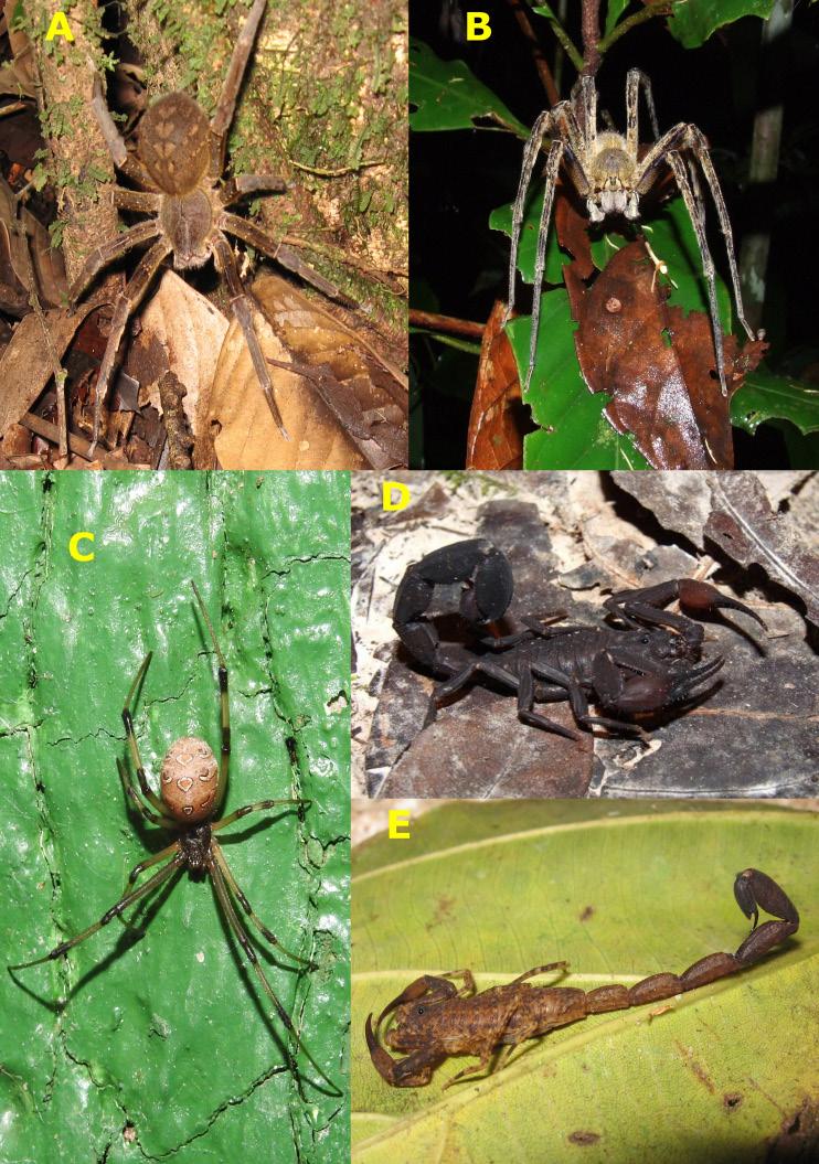 Figura 2: Fotos de algumas espécies de aranhas e escorpiões de interesse médico presentes na região do Alto Juruá.