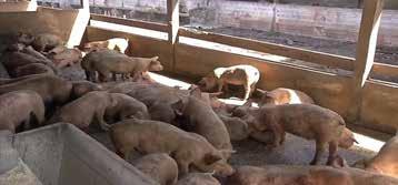 InfoCarne Nro 168 05 de Outubro de 2018 Aumento nos custos preocupa criadores de suíno em MG tirando o sono dos criadores de suíno em Minas Gerais é o valor recebido pelo quilo do animal vivo, que