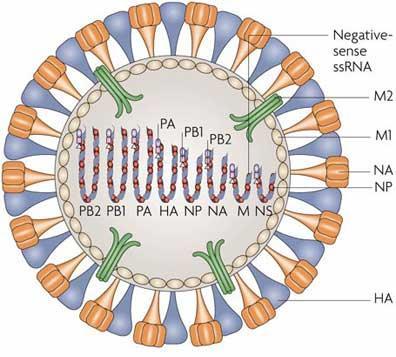 ETIOLOGIA Neuraminidases ( N/NA) Menor quantidade; Clivagem do