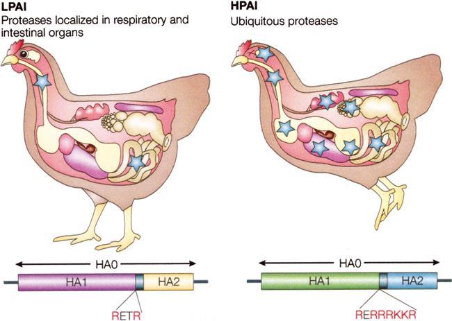 Nature Reviews Microbiology Influenza Aviária ETIOLOGIA Influenza Aviária de Baixa patogenicidade Influenza Aviária de Alta