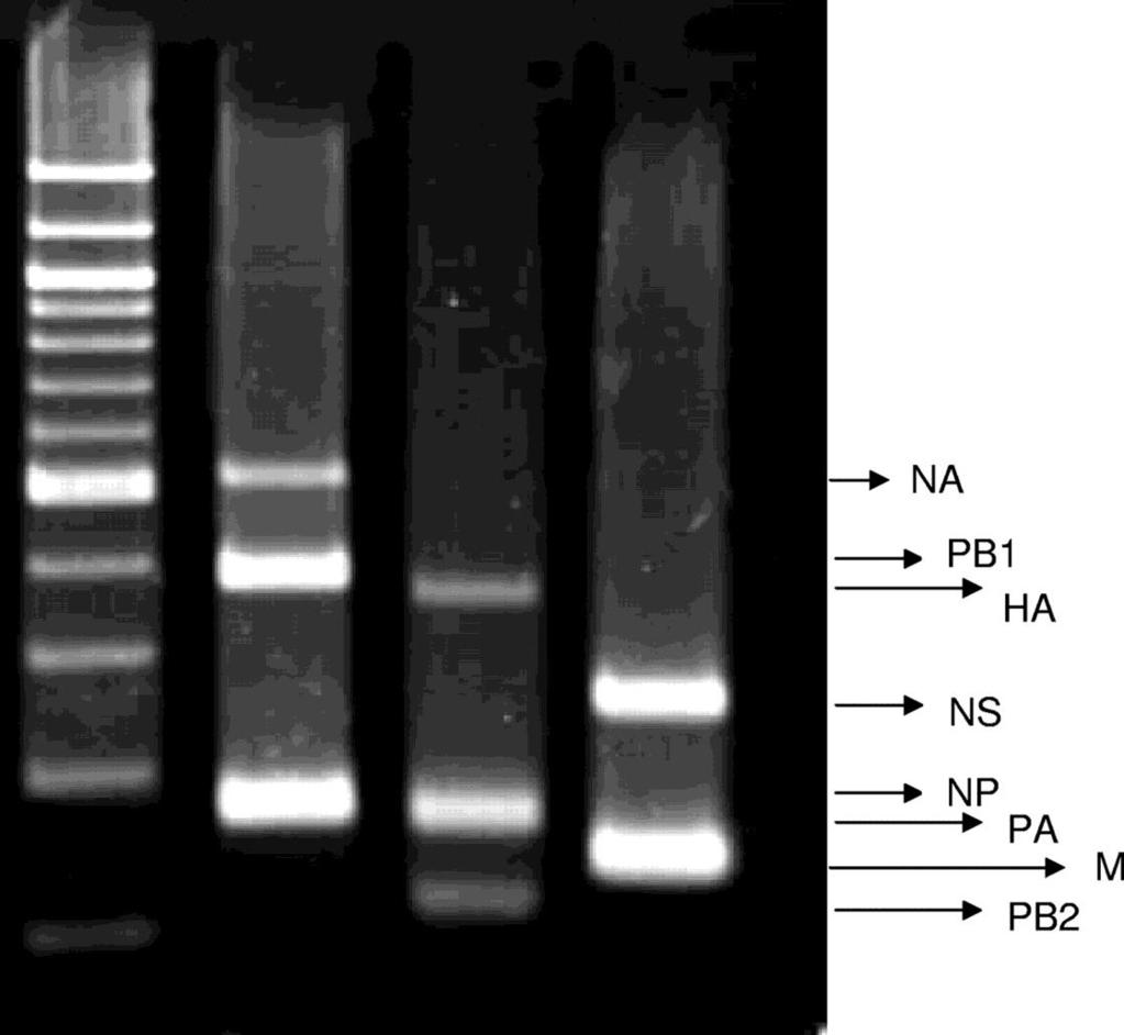 Diagnóstico Identificação Molecular RT PCR Suspeita de LPAIV: amostras de sistema respiratório e outras portas de entrada como pálpebras e conjuntiva ocular.