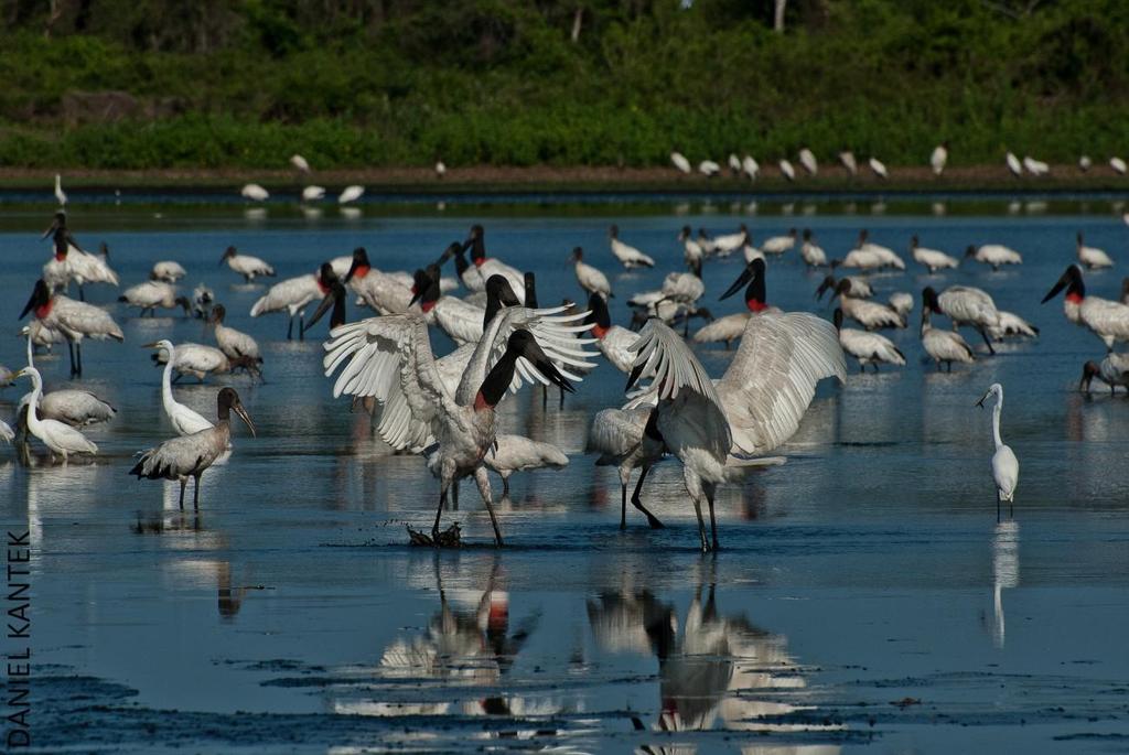 ETIOLOGIA Orthomyxoviridae, gênero Influenza; Aves aquáticas e