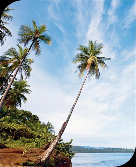 CARVER MOSTARDIALAMY / OTHER IMAGES Clima tropical ocorre entre o trópico de Câncer e de Capricórnio (zona intertropical) duas