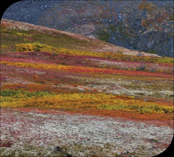 ROB CRANDALL / ALAMY / OTHER IMAGES Os grandes biomas da superfície da Terra Tundra Vegetação rasteira Encontrada nas áreas polares O solo