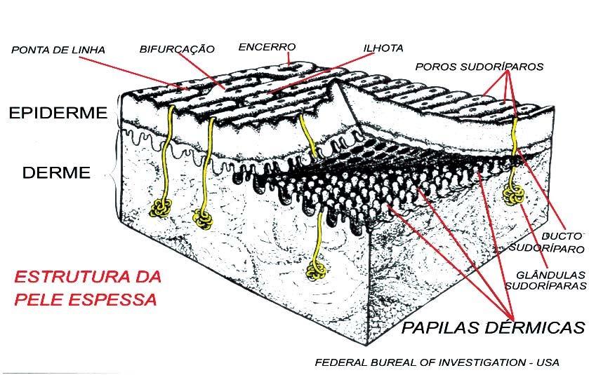 Figura 1 Estrutura da pele Fonte: The Science of Fingerprints FBI, p.