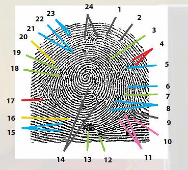 Existem datilogramas em que o sistema nuclear é tão extenso que não permite a visualização do delta.