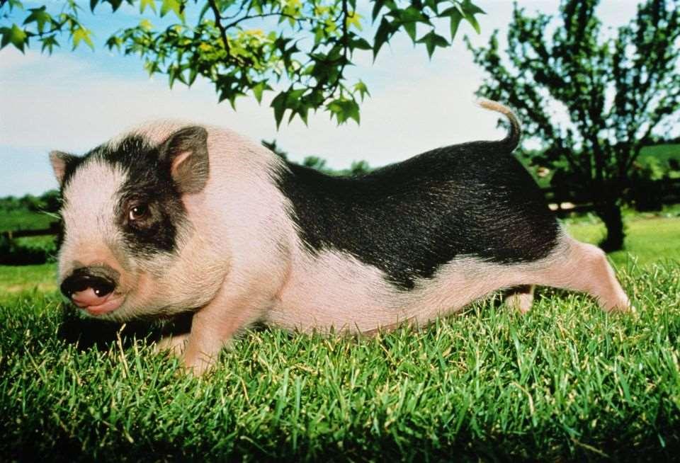 Outras raças Principais Raças Pot Belly 61 62 Melhoramento genético de suínos Indispensável na