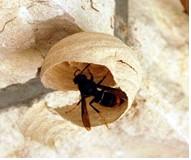 Ninho embrionário em desenvolvimento Após a criação das primeiras vespas no ninho primário, e já com o trabalho destas, vai desenvolver-se a construção, ampliação e manutenção dos ninhos