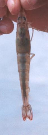 A = Litopenaeus schmitti (camarão branco) B = Farfantepenaeus subtilis (camarão rosa) C = Xiphopenaeus kroyeri (camarão espigudo) O preço do camarão, principalmente o branco, varia de acordo com o