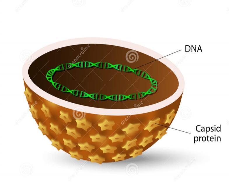 17 Figura 1. Esquema da morfologia interna dos Papilomavirus humanos. Observase a dupla fita de DNA circular em verde, como material genético, bem como o capsídeo aqui representado na cor marrom.