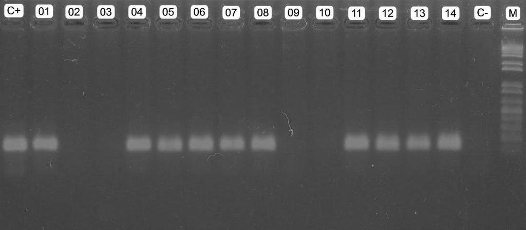 31 119pb 200pb 100pb Figura 4. Perfil eletroforético em gel de agarose a 1,5% com produtos amplificados por PCR para os primers específicos de HPV 16.