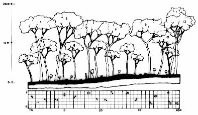 128 Longhi et al. 1.Helietta apiculata, 2.Casearia sylvestris; 3.Cabralea canjerana; 4.Myrcianthes pungens; 5.Pisonia ambigua; 6. Patagonula americana; 7.Sorocea bonplandii; 8.Trichilia elegans; 9.