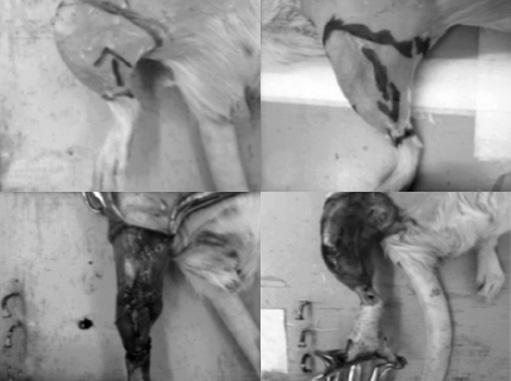 Desenvolvimento de modelo experimental de avulsão de retalhos em membros inferiores de ratos INTRODUÇÃO Os ferimentos descolantes de membros inferiores geralmente se caracterizam como lesões graves e