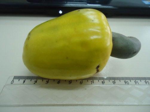 cm x 1,80; pseudofruto (1) 8,0 cm x 5,80 cm; fruto (2) 3,80 cm x 2,80; pseudofruto (2) 7,5 cm x 6,0 cm.