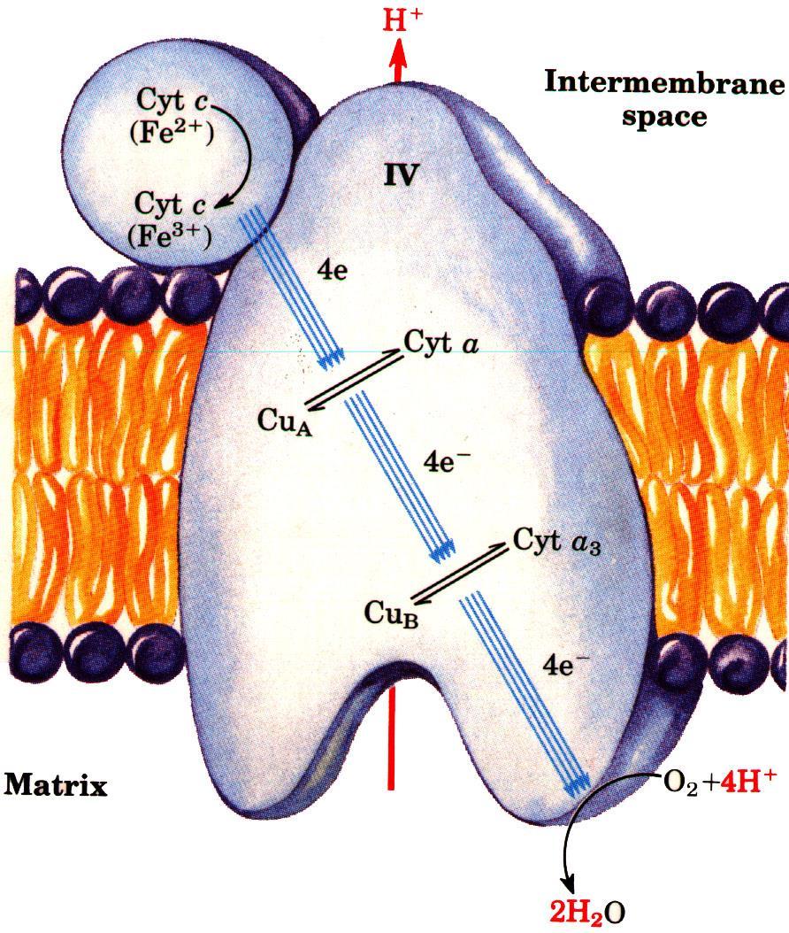 Complexo IV (Citocromo