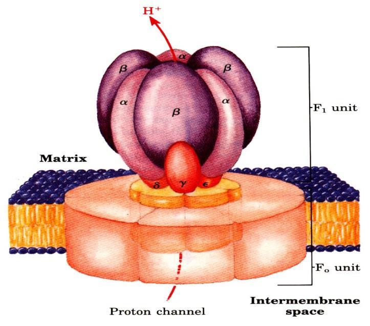 ATPase ou F 1 F 0 ATPase Enzima de estrutura muito complexa, formada por 16