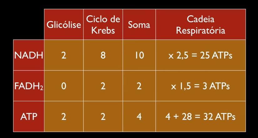 Balanço energético da cadeia respiratória
