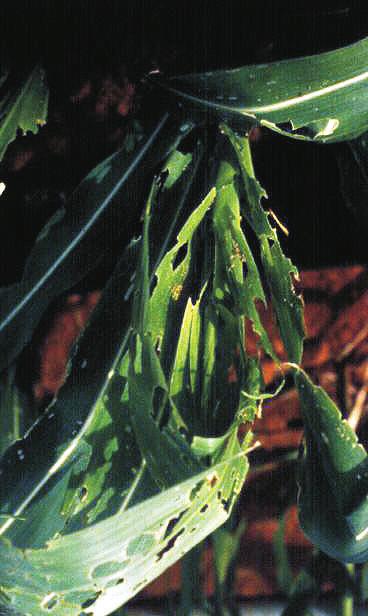 131 ISSN 1679-0162 Sete Lagoas, MG Dezembro, 2005 Efeito do Inseticida Match e sua Interação com os Inimigos Naturais no Controle de Spodoptera frugiperda (Smith, 1797), na Maria de Lourdes Corrêa