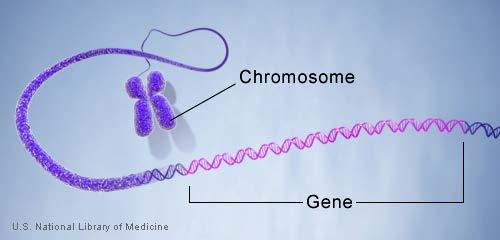 DNA é a substância do