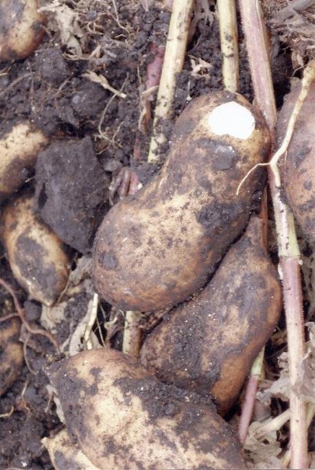 238 colheita das batatas que sofreram tratamento terapêutico e somou-se 115 kg na área que não recebeu tratamento em 25 mudas plantadas.