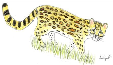 273 VU - Vulnerável GATO-MARACAJÁ Leoparduswiedii (Schinz, 1821) Família Felidae Tamanho: 83-130 cm Peso: 2,6-4 kg Habitat: Florestas O gato-maracajá distingue-se dos outros gatos por possuir os