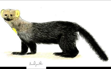 274 VU - Vulnerável IRARA, PAPA-MEL Eira barbara(linnaeus, 1758) Família Mustelidae Tamanho: 81-117 cm Peso:2-7,7 kg Habitat: Florestas de vegetação densa e plantações A irara tem os seus hábitos