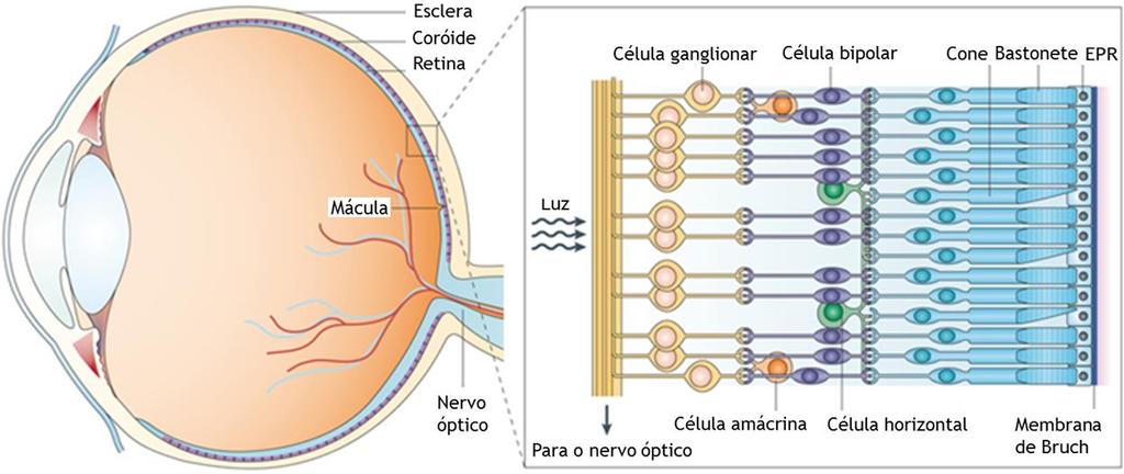 Figura 1 Estrutura do olho e organização das células da retina.