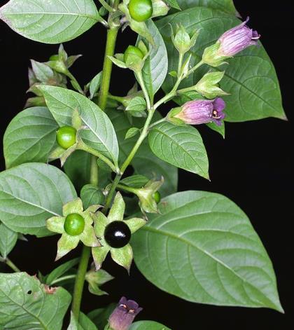 Essa planta apresenta como alguns de seus metabólitos secundários, os alcalóides atropina e escopolamina, os quais atuam na defesa da planta contra a herbivoria.