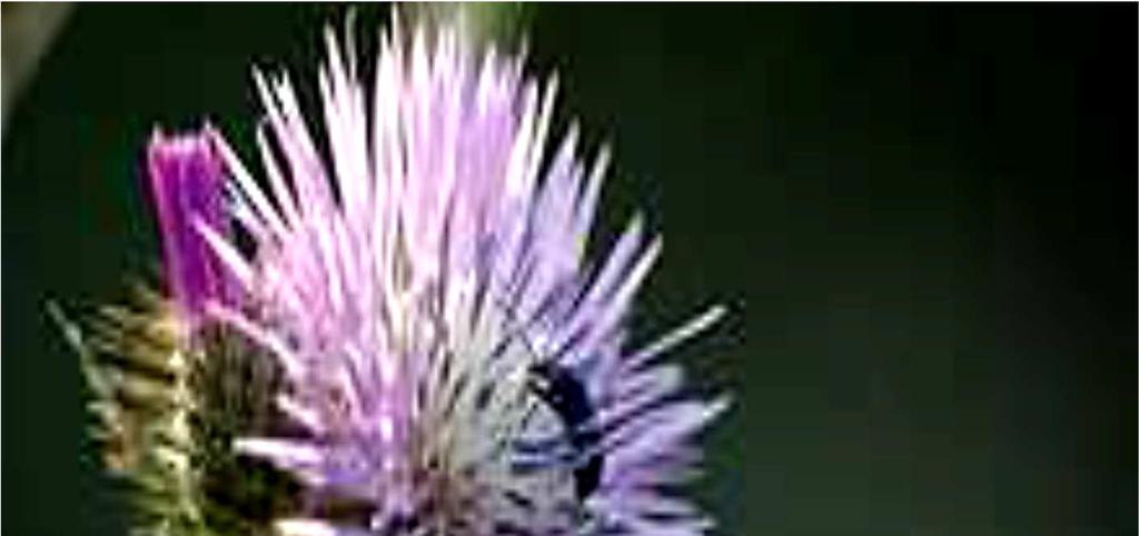 A adição da flor do cardo pode ser feita por adição direta da flor seca ao leite quente, seguida de agitação vigorosa e filtração do leite; maceração da flor do cardo seca com pequenas quantidades de